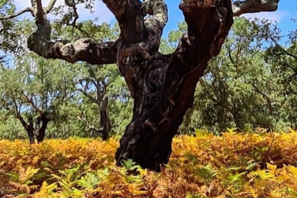 Alto Das Vinhas Lovers - Σεσίμπρα Εξωτερικό φωτογραφία